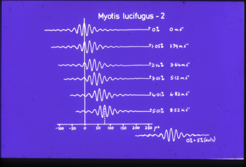 correlograms m.lucifugus 2